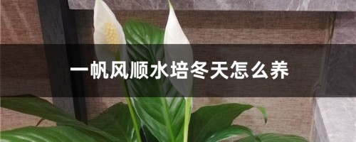 一帆风顺水培冬天怎么养，冬季会冻死吗