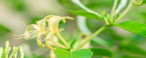 黑河适合养什么花，市花和市树是什么