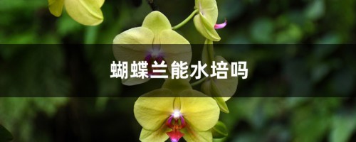 蝴蝶兰能水培吗