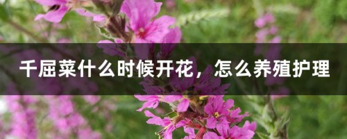 千屈菜什么时候开花，怎么养殖护理