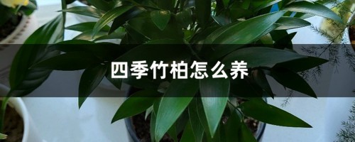 四季竹柏怎么养