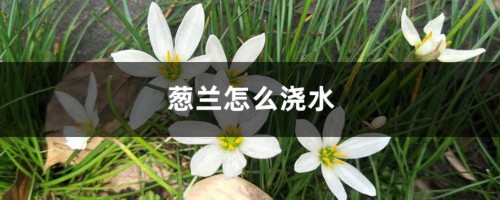 葱兰怎么浇水