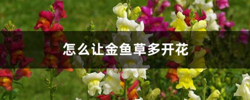 怎么让金鱼草多开花