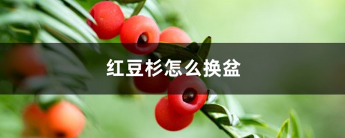 红豆杉怎么换盆